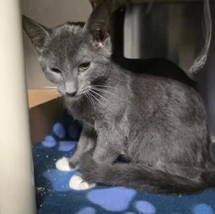 A baby medium-sized male Domestic Short Hair cat named Frick for adoption in Clinton, MO