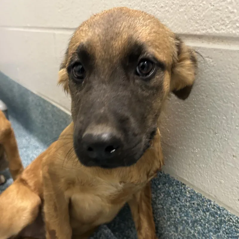 A baby small-sized female Brown / Chocolate Pit Bull Terrier dog named Red Fish for adoption in Greensboro, NC
