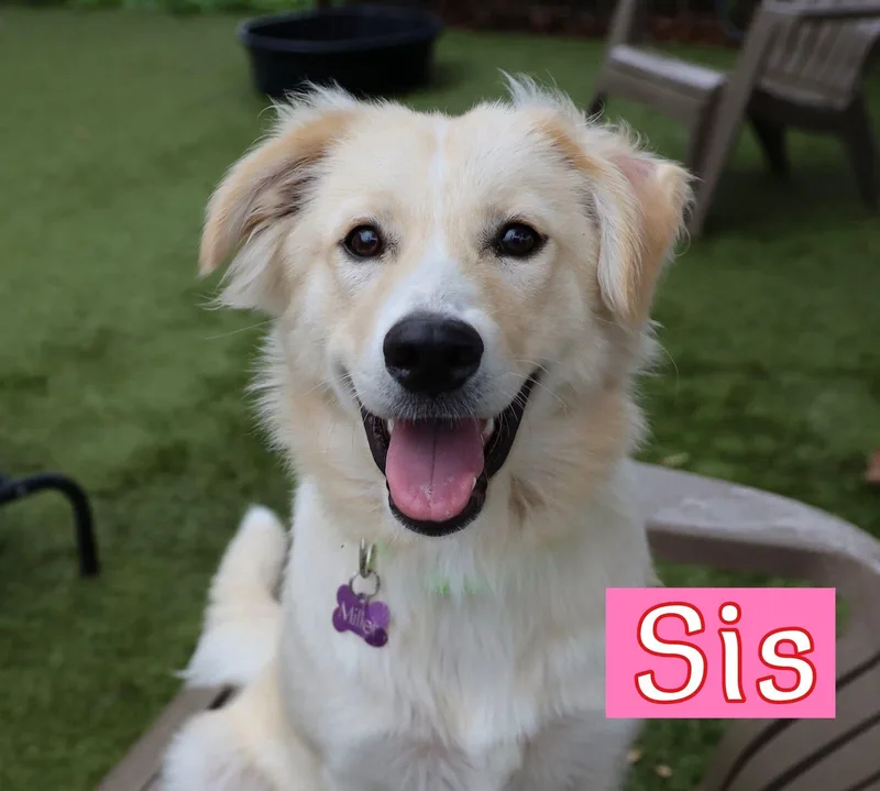 A young medium-sized male Great Pyrenees dog named Bubba Or Sis for adoption in Keller, TX