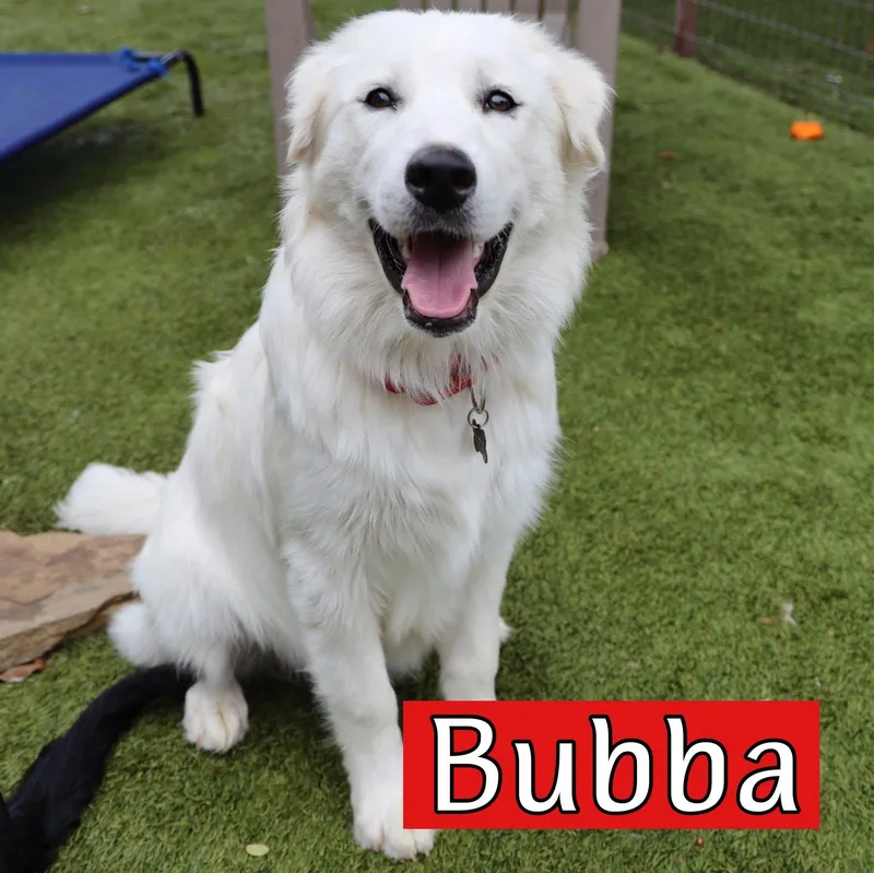 Bubba Or Sis thumbnail 3