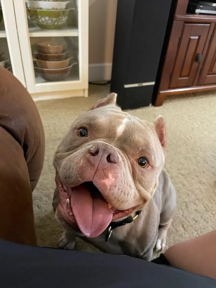 An adult medium-sized female American Bully dog named Peanut Butter for adoption in Oakland, MI