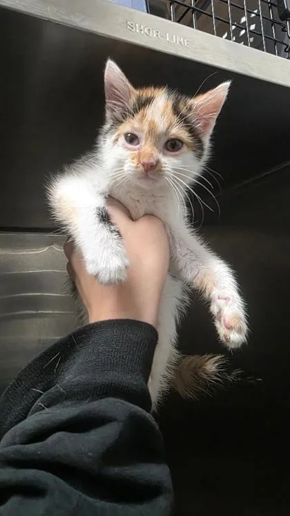 A baby small-sized female Domestic Short Hair cat named Slice for adoption in Clinton, MO