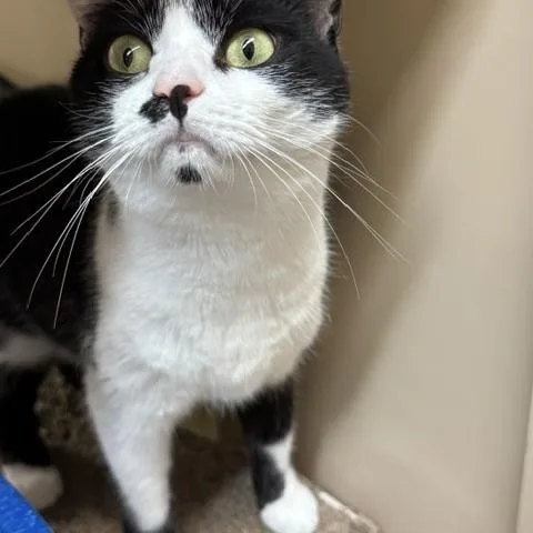 An adult medium-sized female Black & White / Tuxedo Domestic Short Hair cat named Oreo for adoption in Richmond, VA