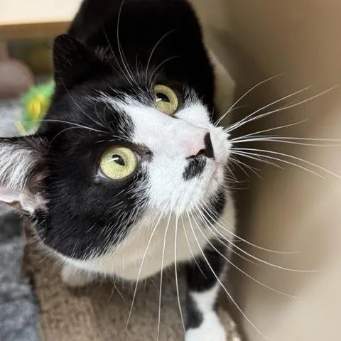 Oreo thumbnail 3