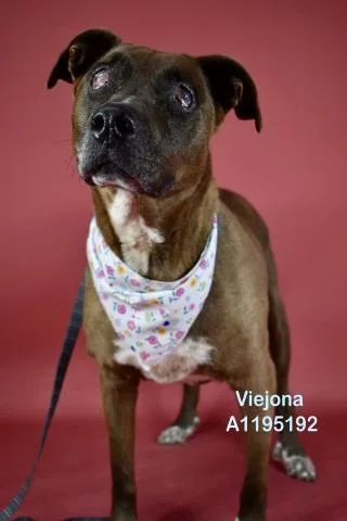 An adult medium-sized female Brown / Chocolate Pit Bull Terrier dog named Viejona Urgent for adoption in Thousand Oaks, CA