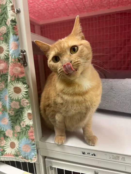 An adult large-sized female Domestic Short Hair cat named Sweetie for adoption in Bothell, WA