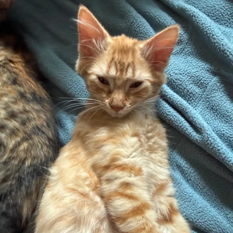 A baby small-sized female Orange / Red Domestic Medium Hair cat named Butterscotch for adoption in Santa Rosa, CA