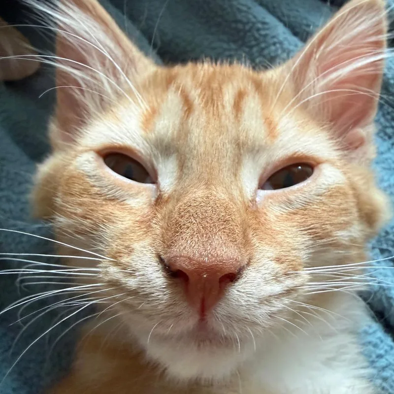 Butterscotch thumbnail 2