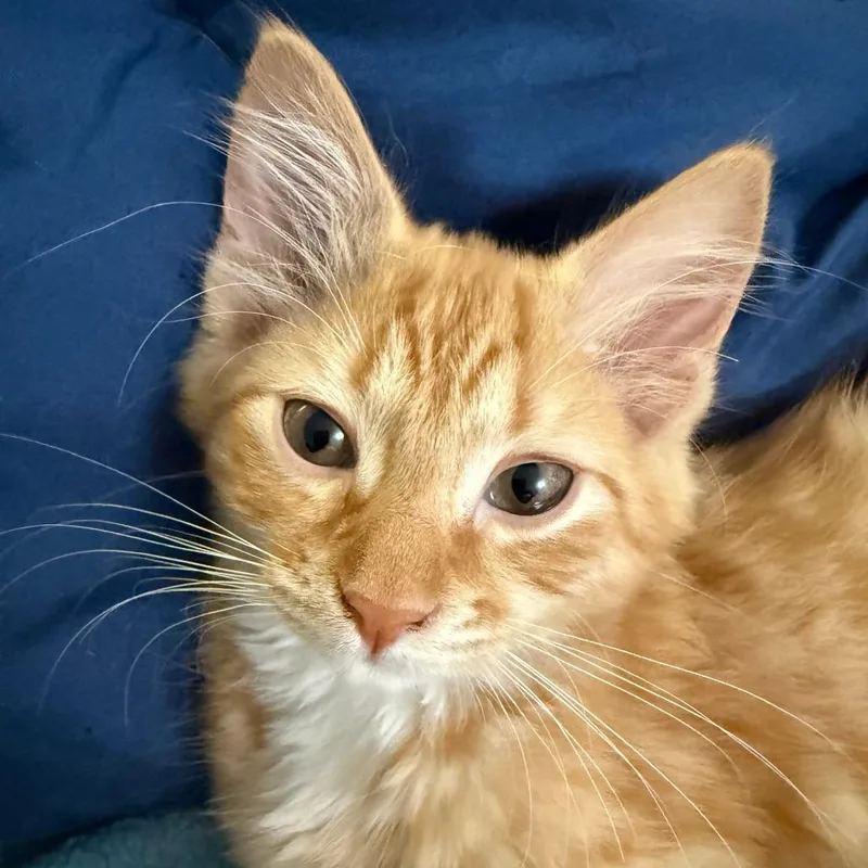 Butterscotch thumbnail 3