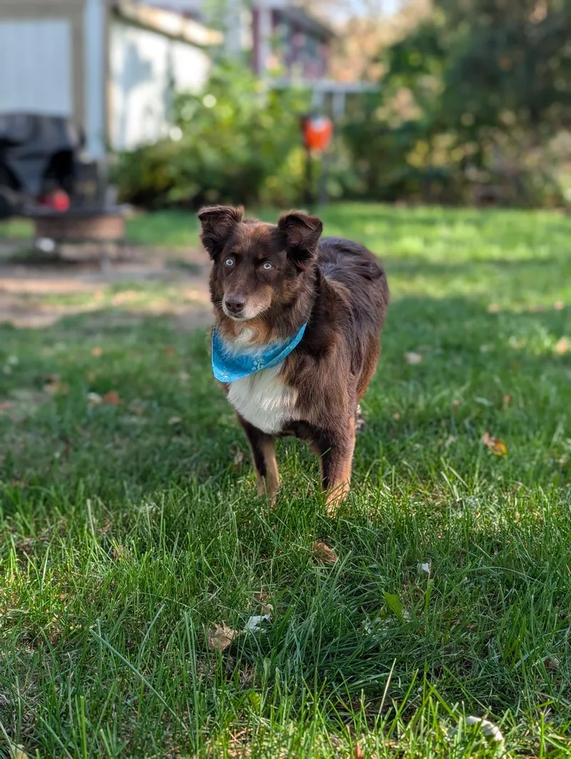 An adult medium-sized female Australian Shepherd dog named Autumn for adoption in Minneapolis, MN