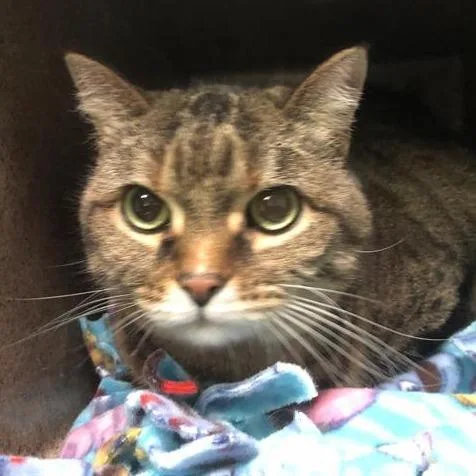 A senior small-sized female Brown / Chocolate Domestic Medium Hair cat named Molly for adoption in Pasadena, CA