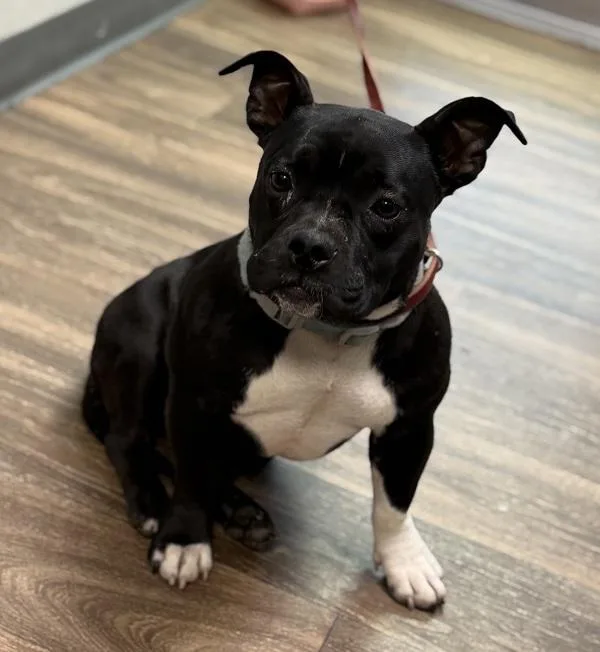 An adult medium-sized female American Bully dog named Fallbrook for adoption in San Diego, CA