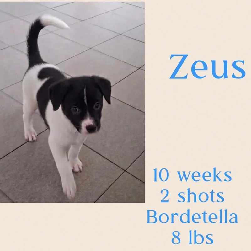 Zeus