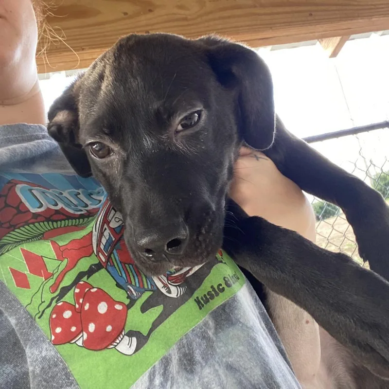 A young small-sized female Black Border Collie dog named Waverly  U for adoption in Tupelo, MS