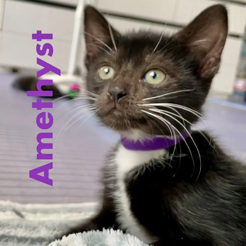 Amethyst thumbnail 3