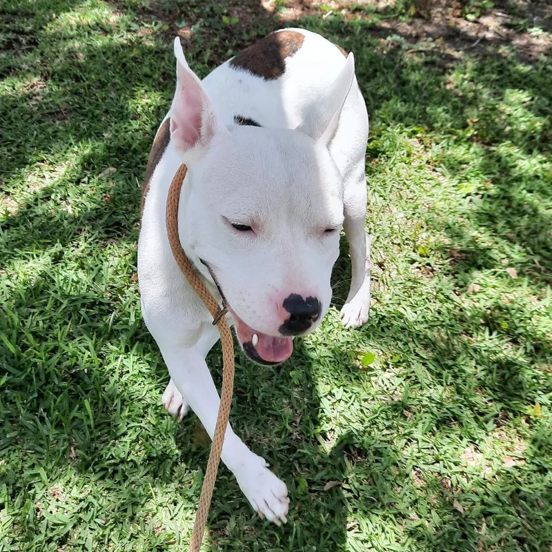 An adult medium-sized female White / Cream Terrier dog named Whoopi for adoption in Corpus Christi, TX