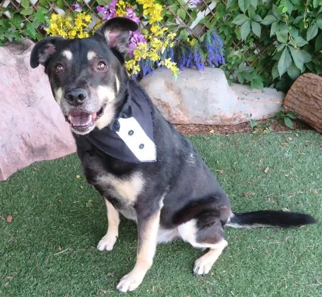 A senior large-sized male German Shepherd Dog dog named Roscoe for adoption in Oklahoma City, OK