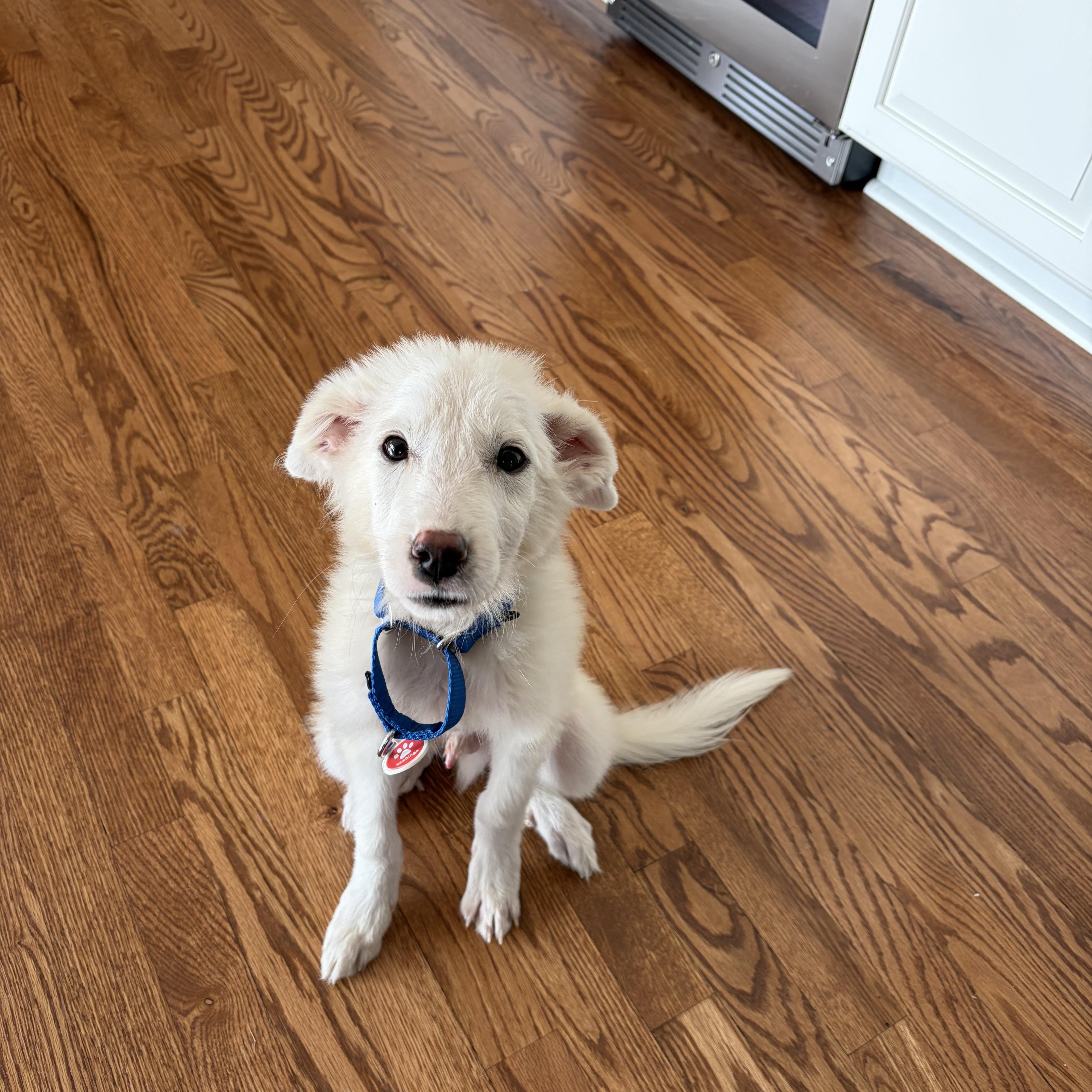 A baby medium-sized male Great Pyrenees dog named Yoda for adoption in University Place, WA