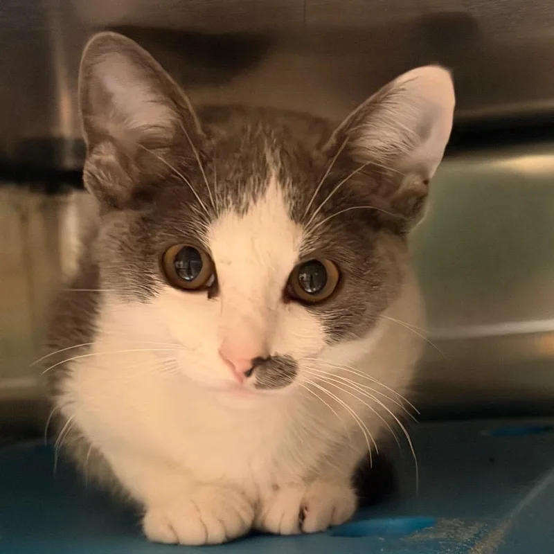 A baby small-sized female Gray / Blue / Silver Domestic Short Hair cat named Daikon for adoption in Waukesha, WI