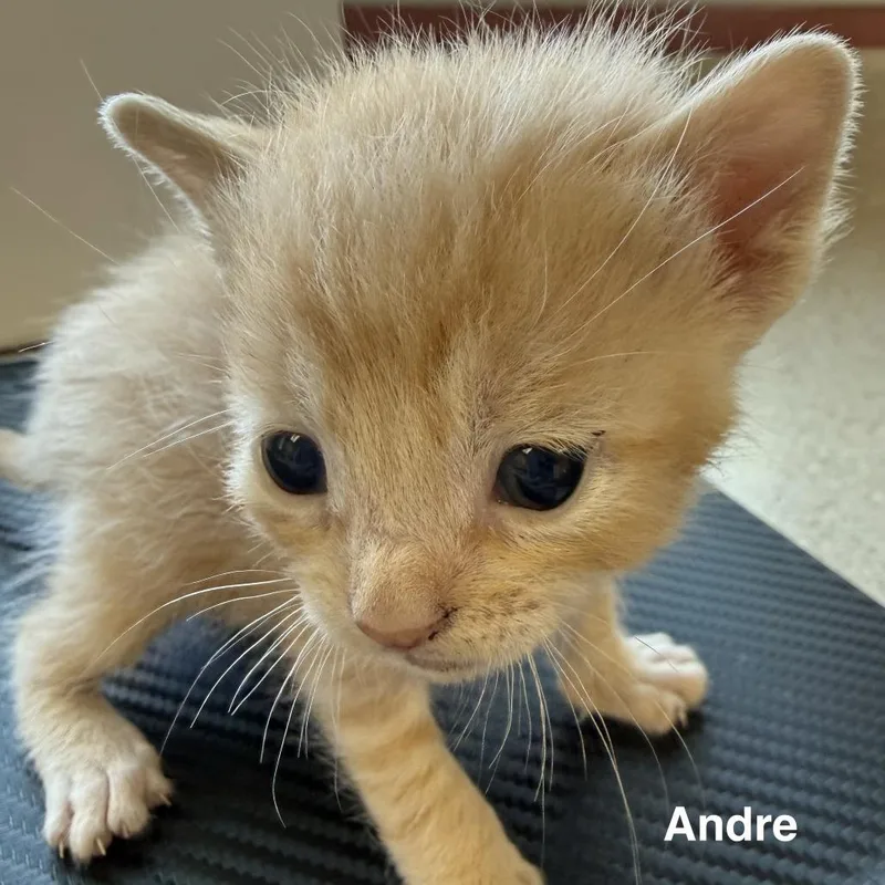 A baby small-sized male Buff / Tan / Fawn Domestic Short Hair cat named Andre for adoption in Lakewood, CO