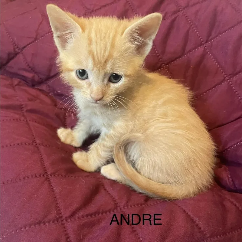 Andre thumbnail 2