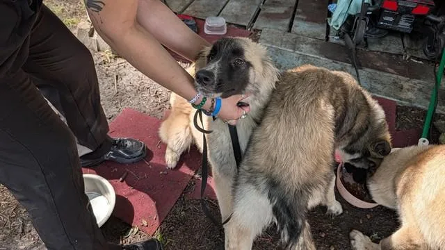 A young medium-sized female Siberian Husky dog named Eva for adoption in Garland, TX