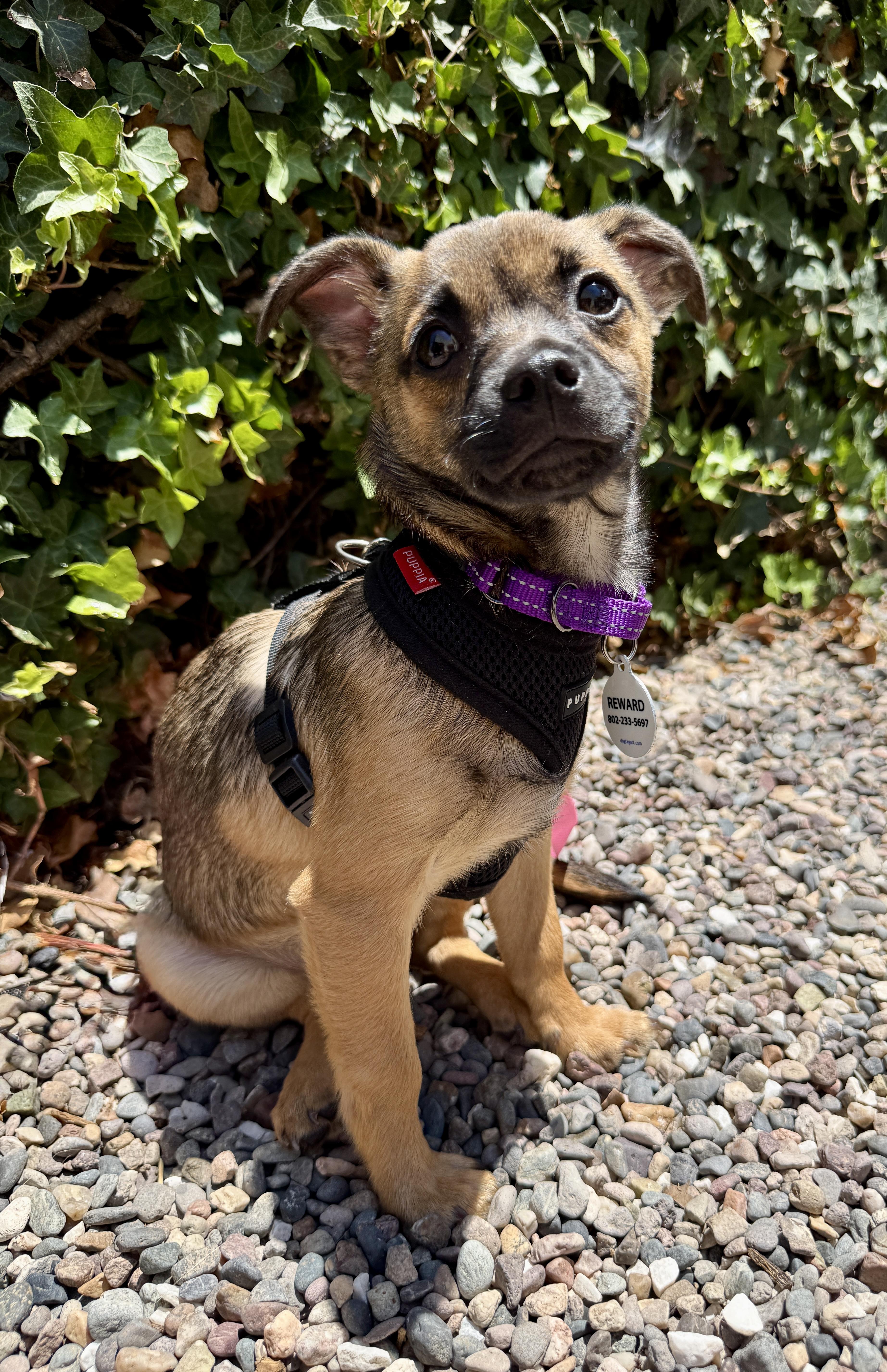 A baby small-sized female Brown / Chocolate Chihuahua dog named Topaz for adoption in Los Angeles, CA