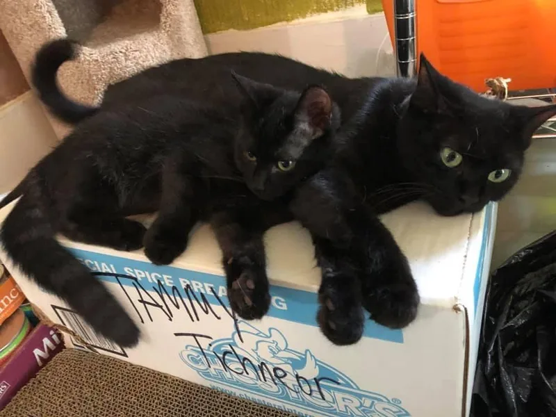 An adult medium-sized female Black Domestic Short Hair cat named Eclipse for adoption in Cromwell, KY