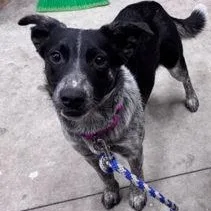 A baby medium-sized female Tricolor (Brown, Black, & White) Australian Cattle Dog / Blue Heeler dog named Lena for adoption in Hackensack, MN
