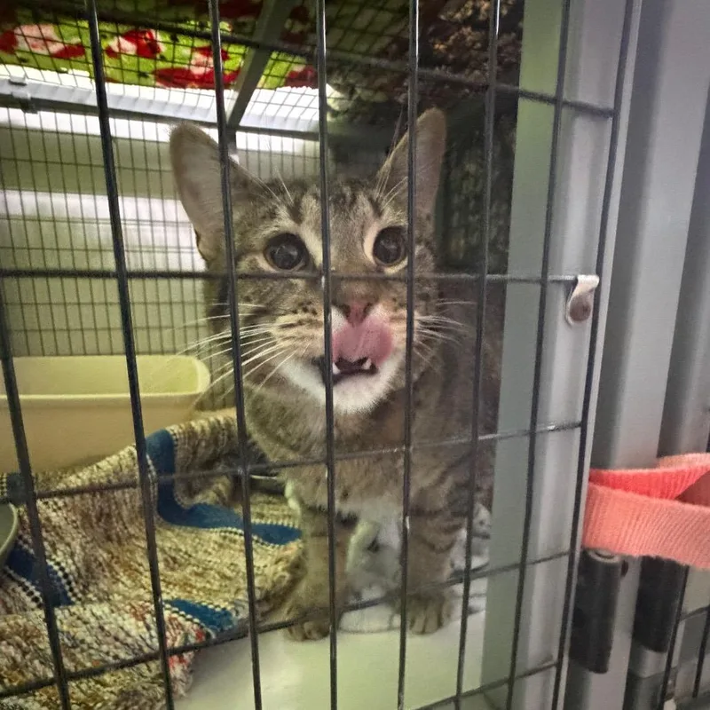 An adult large-sized male Brown / Chocolate Domestic Short Hair cat named Eggs Goldenrod for adoption in Edwardsville, IL