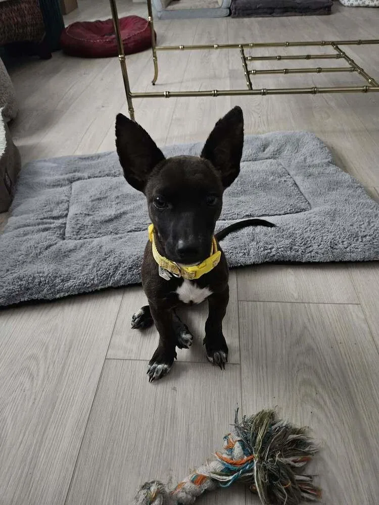 A baby small-sized female Tricolor (Brown, Black, & White) Chihuahua dog named Penny Aka Precious for adoption in Brewster , NY