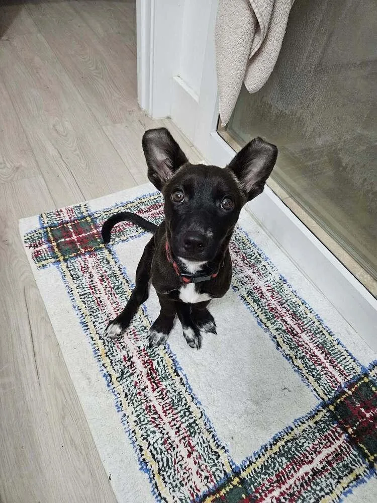 Penny Aka Precious thumbnail 2