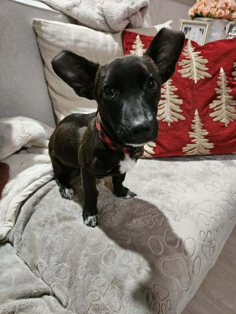 Penny Aka Precious thumbnail 3