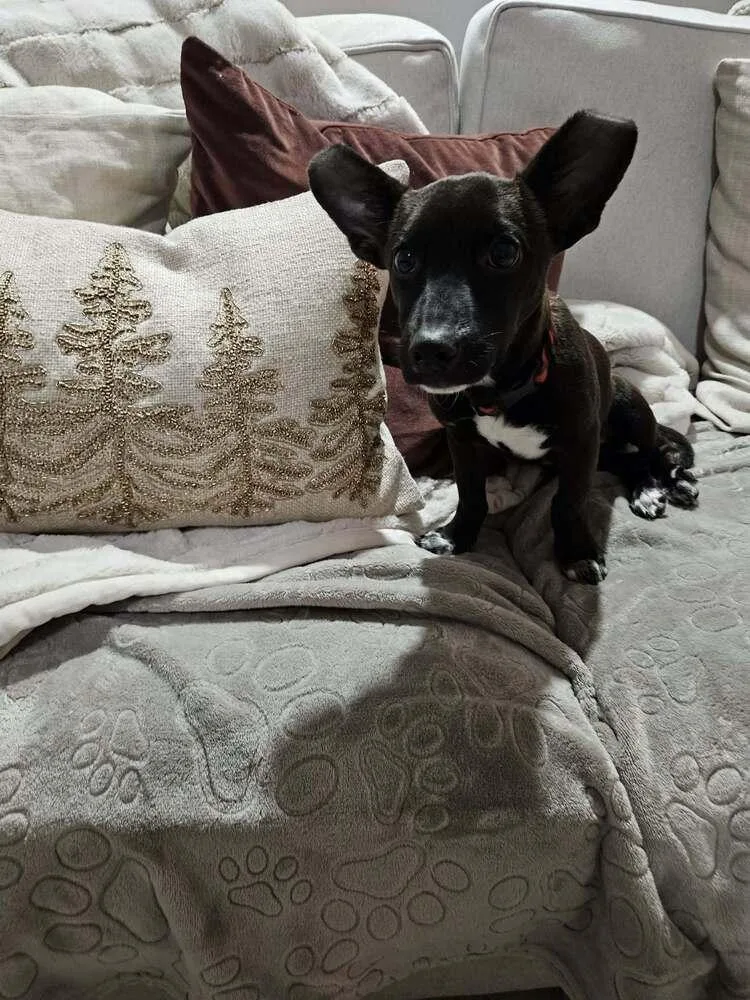 Penny Aka Precious thumbnail 6