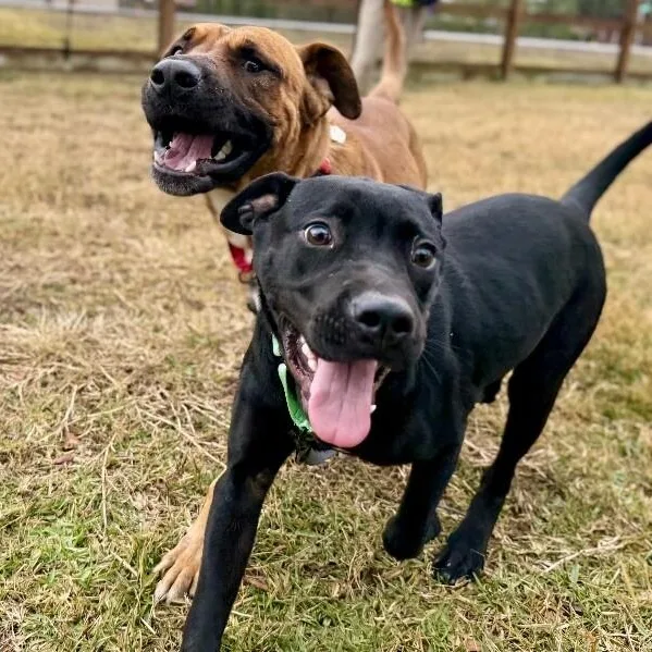 A young medium-sized male Black Labrador Retriever dog named Zazoo Silly Sidekick for adoption in Friendswood, TX