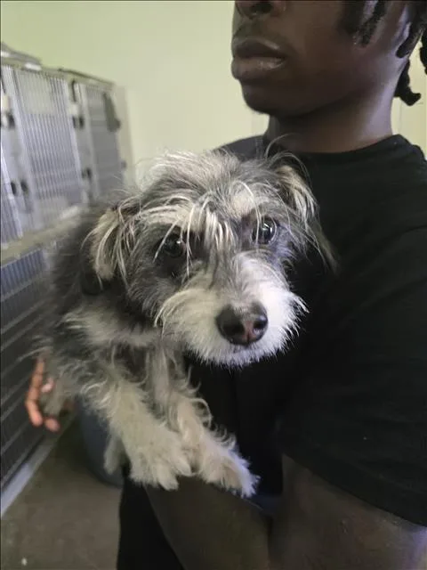 A young small-sized female Schnauzer dog named Sally for adoption in Los Angeles, CA