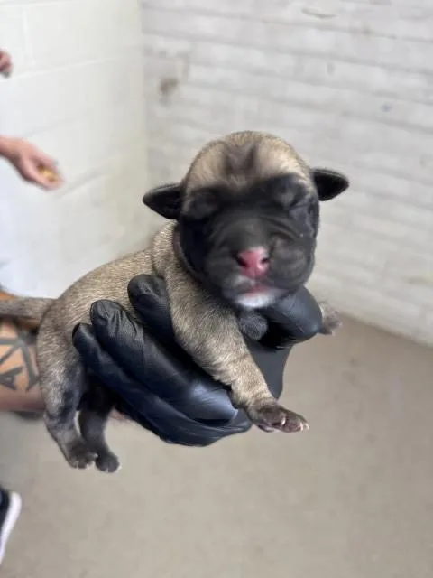 A baby medium-sized female Pit Bull Terrier dog named Eudora for adoption in San Bernardino, CA