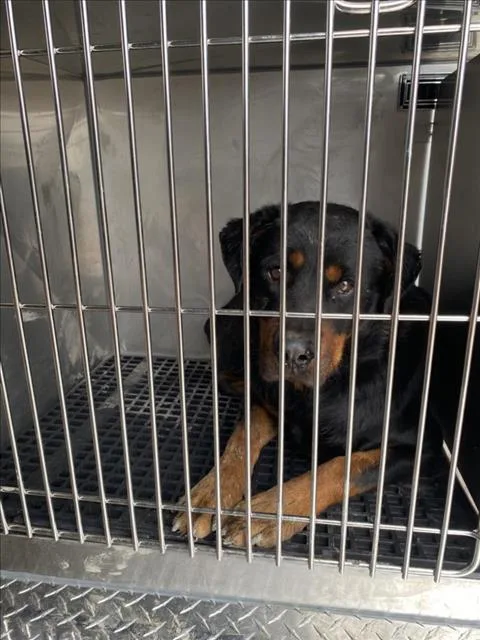 An adult large-sized male Rottweiler dog named Blue for adoption in Dallas, TX