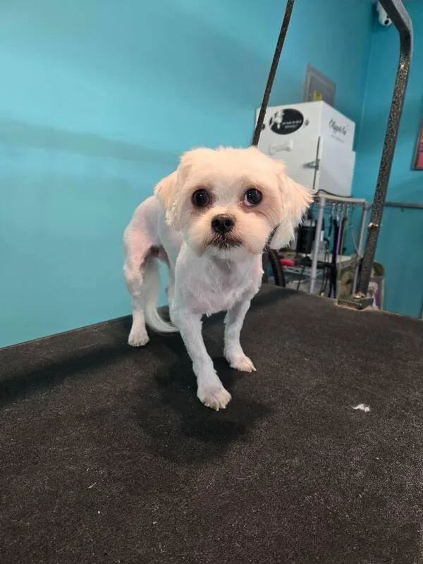 A young small-sized female White / Cream Bolognese dog named Sugar for adoption in Clairton, PA