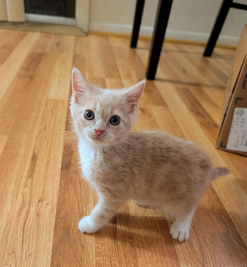 A baby small-sized male Buff / Tan / Fawn Domestic Short Hair cat named Spicy Ranch for adoption in Pittsburgh, PA