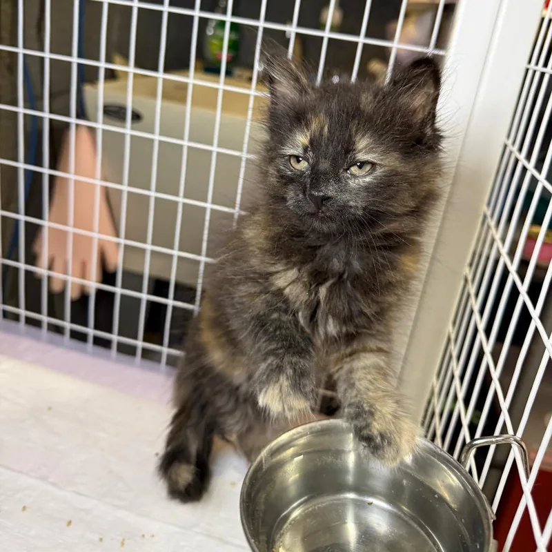A baby small-sized female Tortoiseshell Domestic Long Hair cat named Cami for adoption in Middle Village, NY