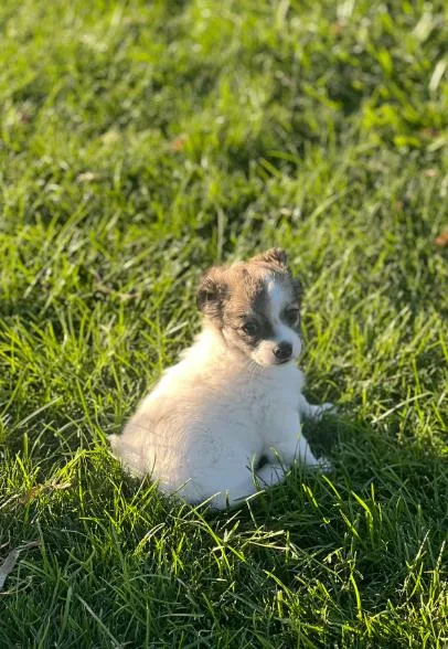 A young small-sized female White / Cream Maltese dog named Faith for adoption in North Bend, WA