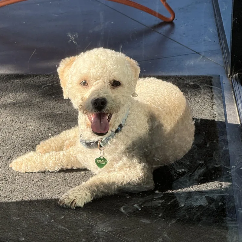 A young small-sized male Bichon Frise dog named Wally for adoption in El Segundo, CA