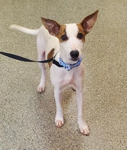 An adult medium-sized female Whippet dog named Cornchip for adoption in Kansas City, MO