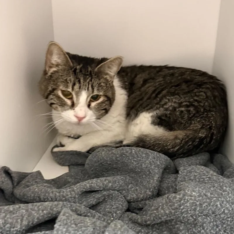 An adult small-sized male Brown / Chocolate Domestic Short Hair cat named Klide for adoption in Kanab, UT
