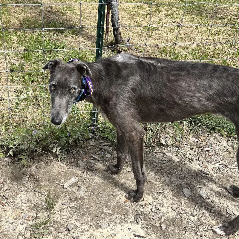 An adult medium-sized female Greyhound dog named Susan for adoption in Santa Rosa, CA