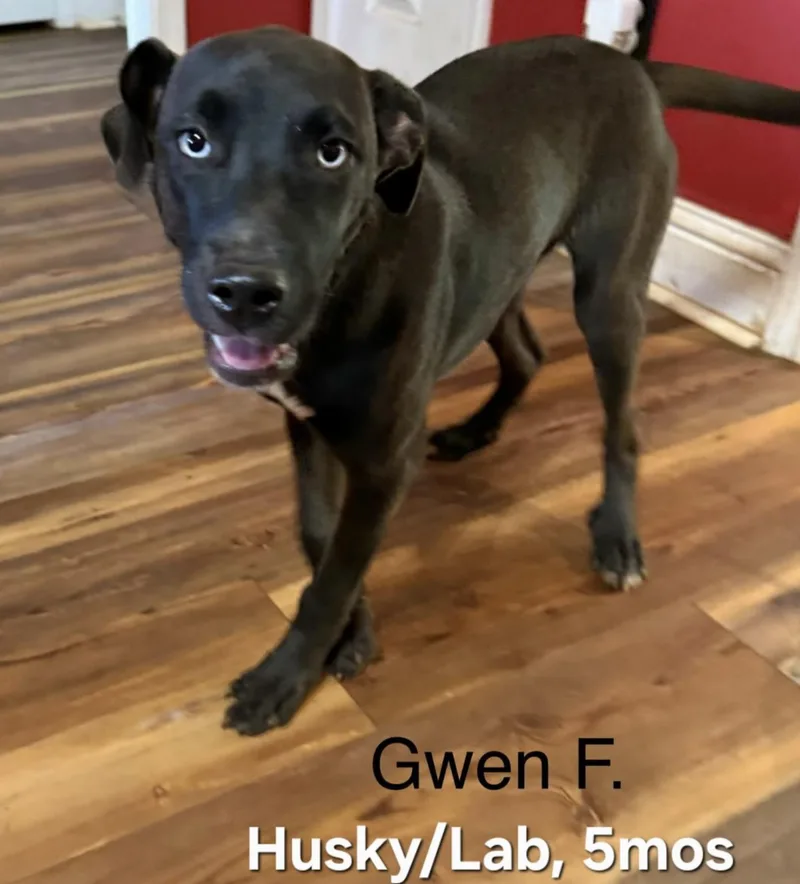 A baby medium-sized female Black Husky dog named Gwen for adoption in Parma, OH