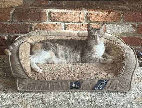 An adult medium-sized female Tabby cat named Gemma for adoption in Vacaville, CA