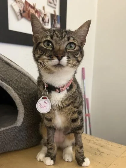 A young medium-sized female Domestic Short Hair cat named Piglet for adoption in Savannah, GA