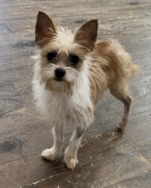 A baby small-sized female Yellow / Tan / Blond / Fawn Chihuahua dog named Lisa for adoption in Lawrenceville, GA